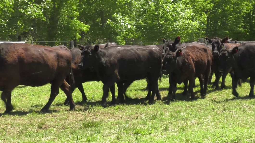 Lote 15 Vacas nuevas C/ gtia de preñez en Udaondo, Buenos Aires