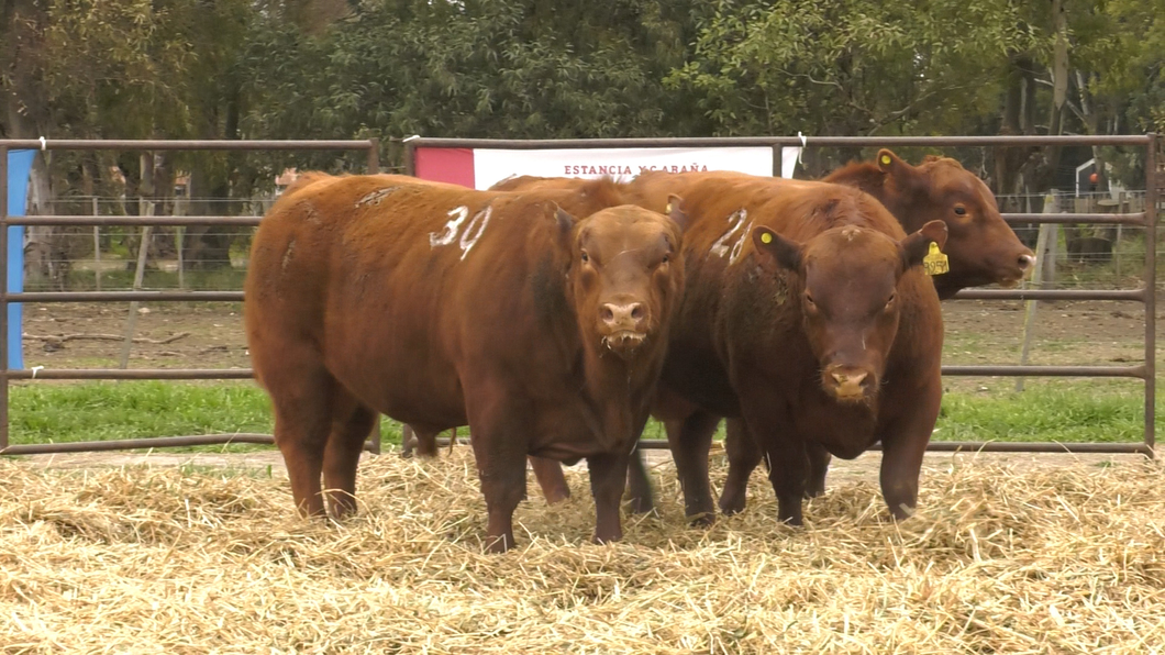 Lote TOROS ANGUS COLORADOS PC