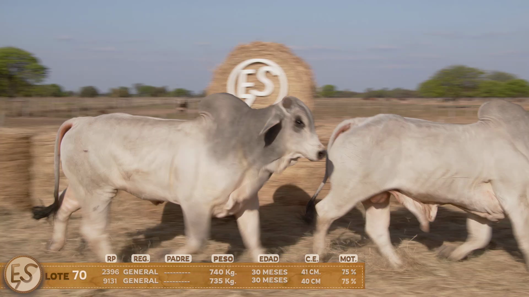 Lote Toro