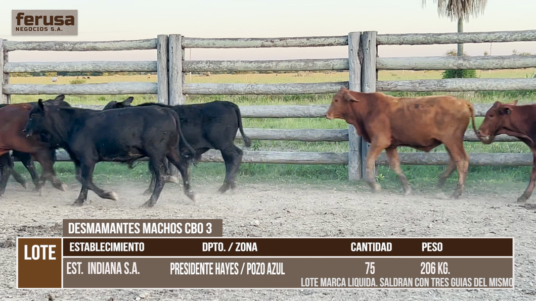 Lote LOTE 2
