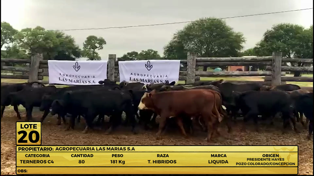 Lote LOTE 20