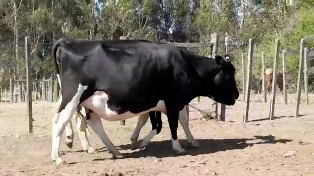 Lote (Vendido)2 Vaquillonas Lecheras HOLANDO a remate en #29 Pantalla Carmelo en MAL ABRIGO