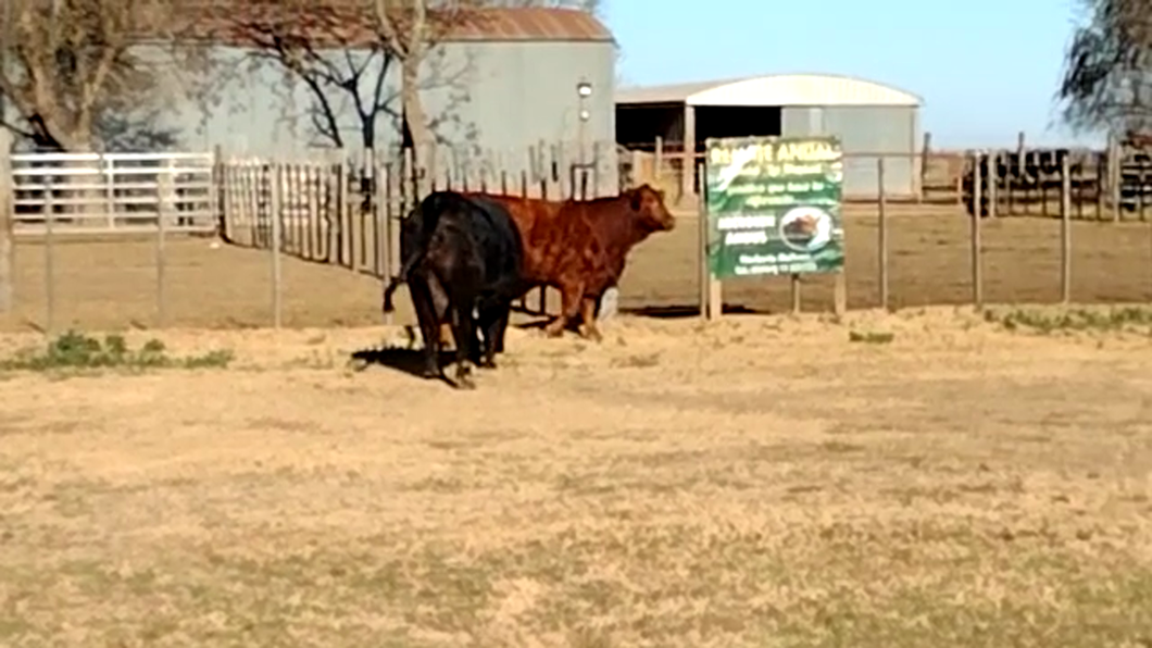 Lote CABAÑA LA MARICEL