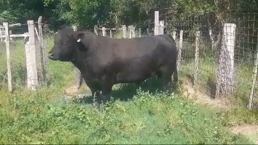 Lote Toros ANGUS a remate en #50 Pantalla Carmelo 870kg - , Colonia