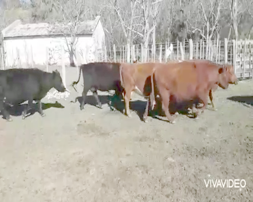 Lote 21 Vacas usadas preñadas en Brandsen, Buenos Aires