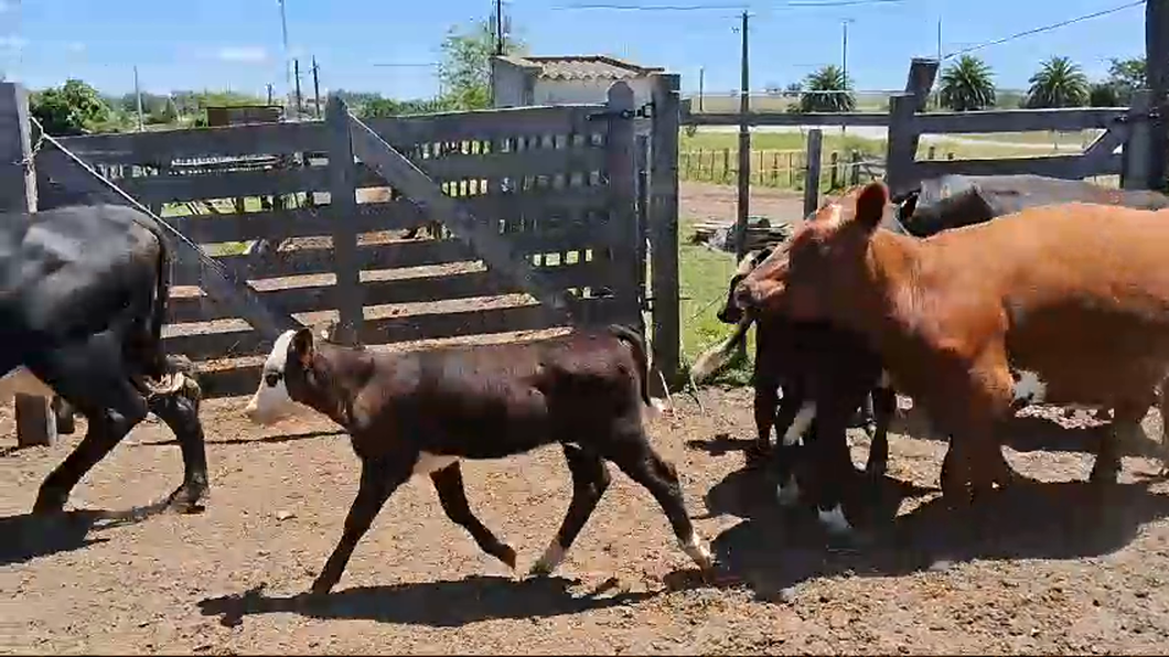 Lote 6 Piezas de cría a remate en Pantalla Camy 400kg - , San José