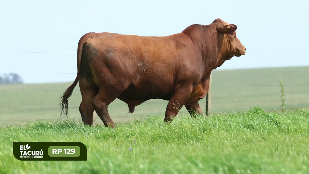 Lote Toros a remate en Subasta Virtual El Tacuru, Montevideo