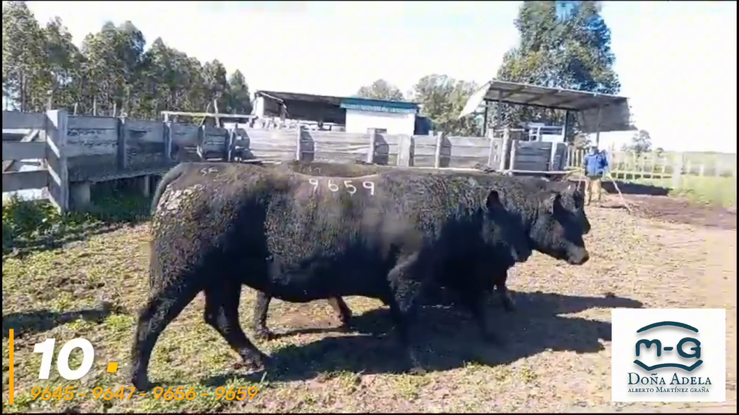 Lote 4 Toros Angus Sa a remate en 3° Remate Doña Adela, Treinta y Tres