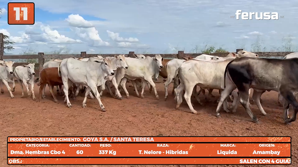 Lote LOTE 11