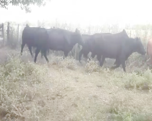 Lote 6 Vacas nuevas C/ gtia de preñez en Brandsen, Buenos Aires