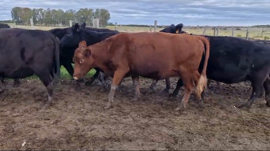 Lote 9 Vacas preñadas Angus a remate en Pantalla Camy , San José