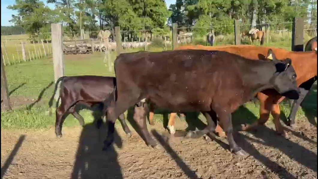 Lote PIEZAS DE CRIA