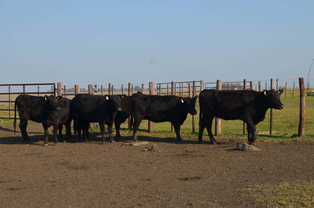 Lote EST. "TRES MOLINOS" de González Pino SRL: 6 VAQUILLAS GENERALES PREÑADAS NEGRAS