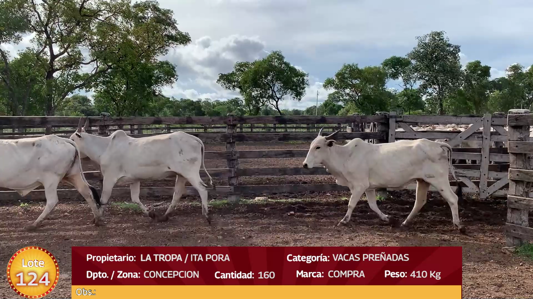 Lote LOTE  124