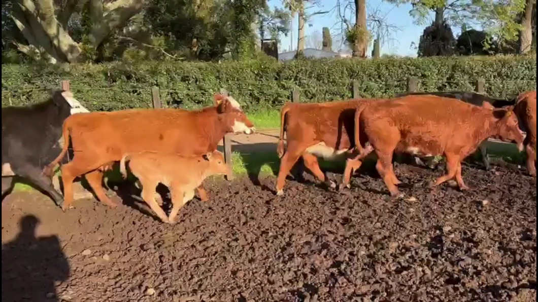 Lote VACAS PREÑADAS