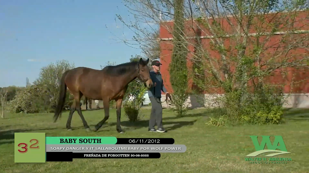 Lote BABY SOUTH