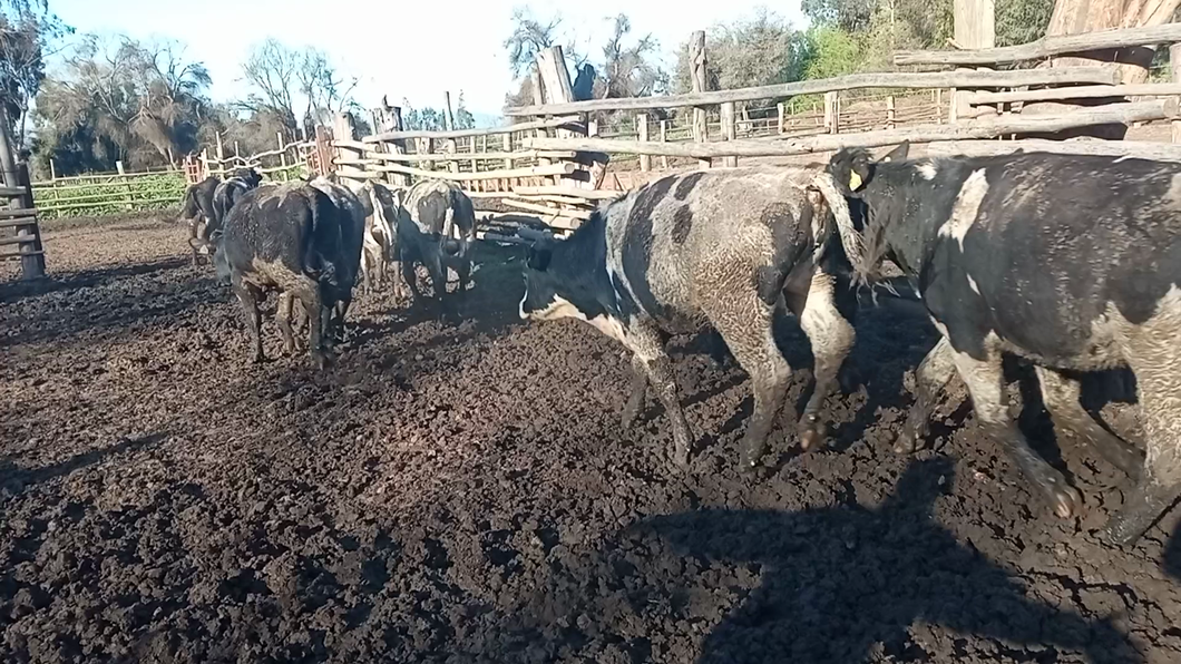 Lote 36 Ternero en Melipilla, Región Metropolitana