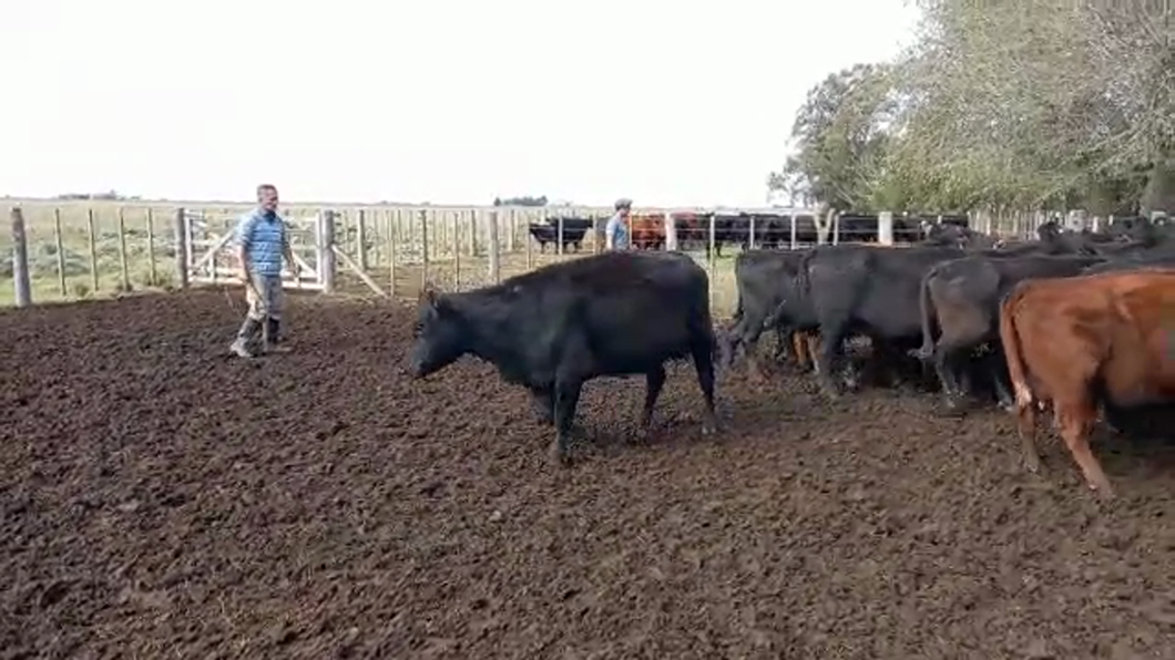 Lote 32 Vacas CUT preñadas en Magdalena, Buenos Aires