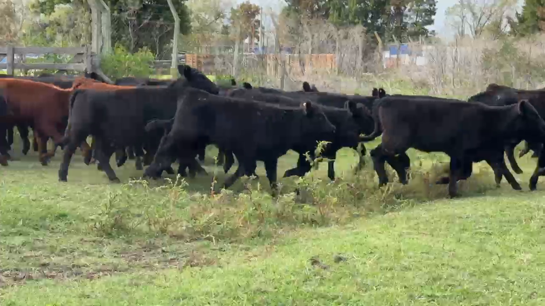 Lote 71 Terneras