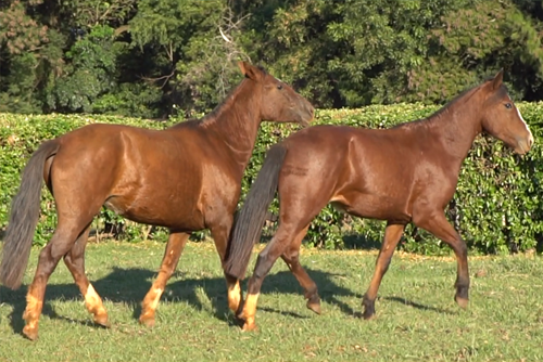Lote CYCJEROVIA 318