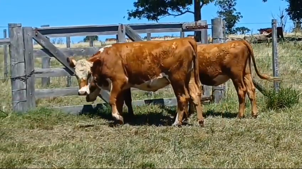 Lote 3 Vaquillonas 1 a 2 años HEREFORD - HEREFORD/ ANGUS a remate en #42 Pantalla Carmelo  280kg -  en EL CAUTIVO