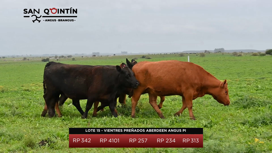 Lote Vientres Preñados Aberdeen Angus PI