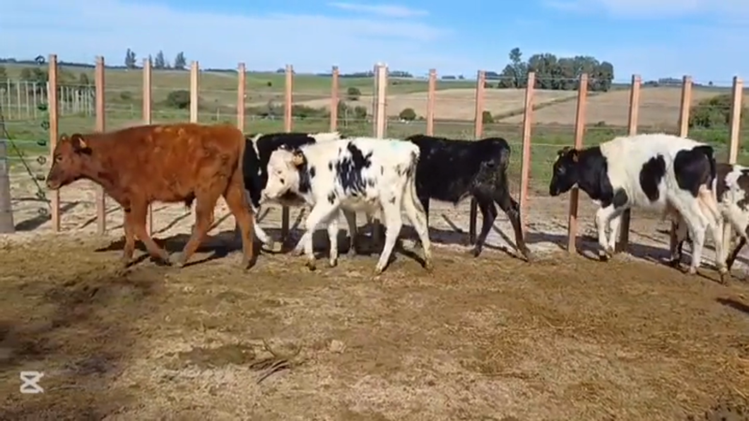 Lote TERNEROS/AS