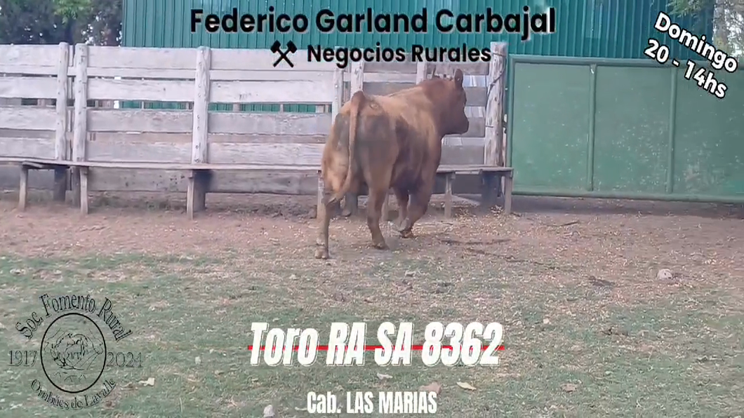 Lote TORO SA RED ANGUS a remate en Expo Ombues en OMBUES DE LAVALLE