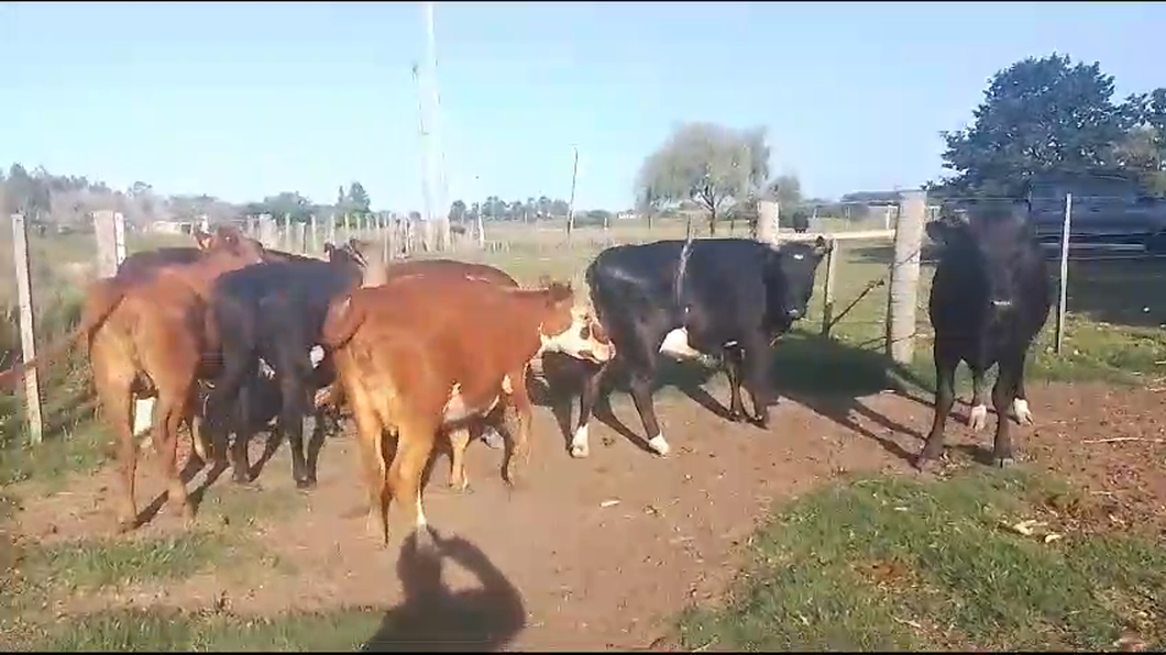 Lote (Vendido)7 Vacas de Invernada Hereford a remate en Pantalla Camy en Rincon de Arias