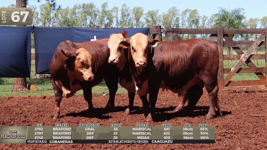 Lote LOTE 67