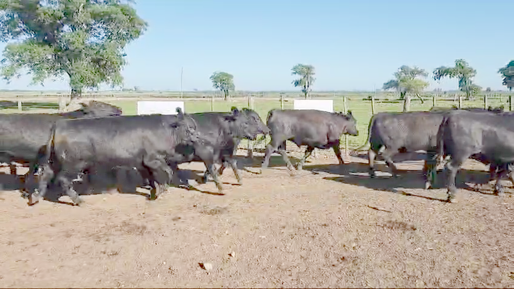 Lote 36 Novillos Gordos Feed Lot