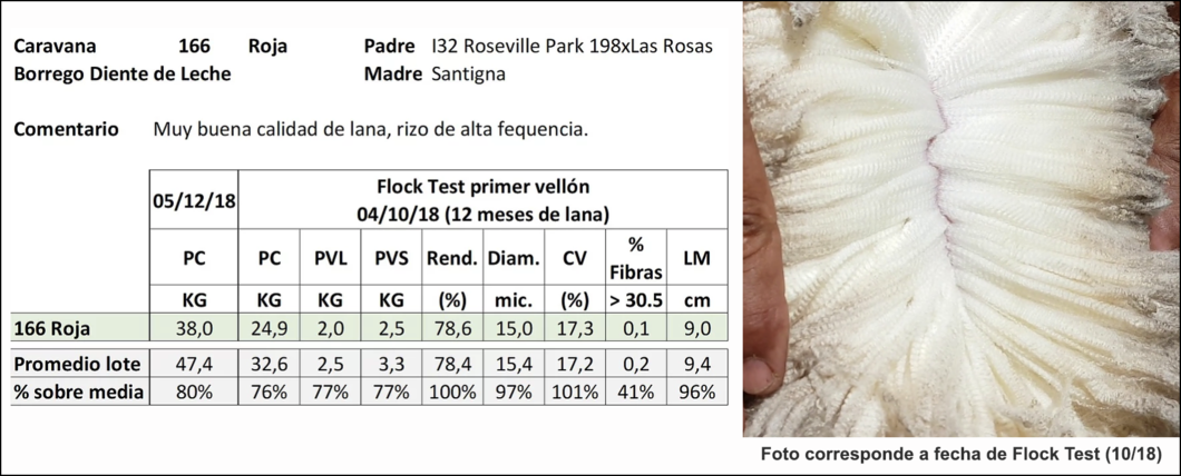 Lote Caravana 166