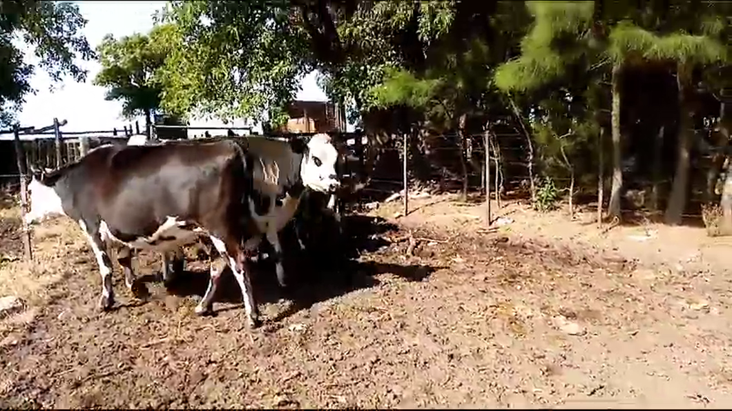 Lote 14 Vaquillonas  Holando con Normando a remate en Ultima Pantalla del Año - Escritorio Camy 550kg -  en Libertad