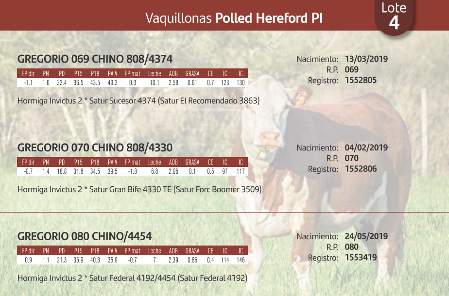 Lote Vaquillonas Polled Hereford PI