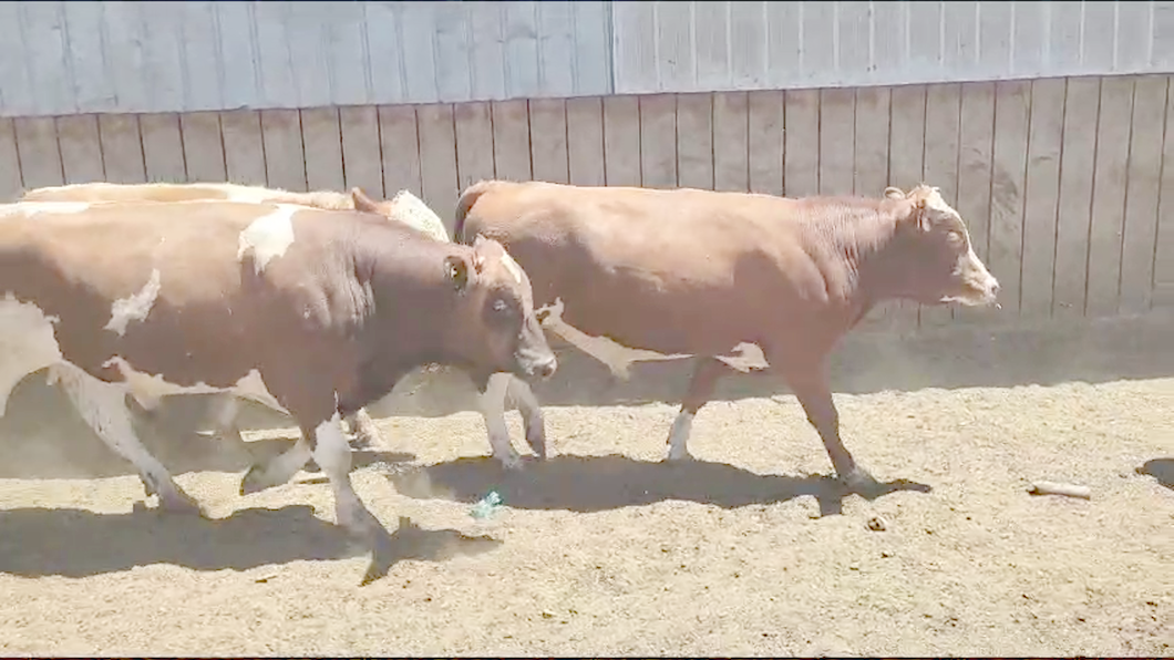 Lote 18 Novillo Gordo en Los Ángeles, VIII Región Biobío