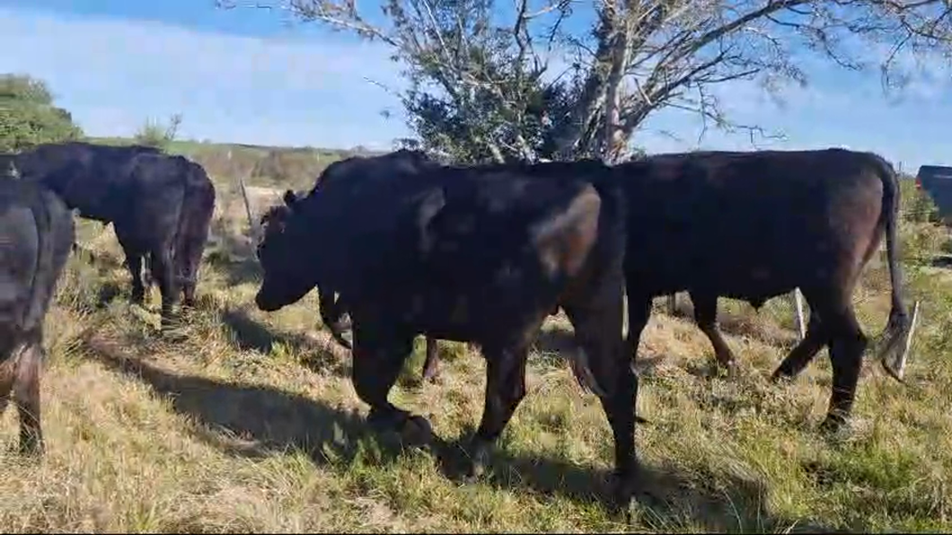 Lote 11 Novillos Cruzas a remate en Pantalla Camy en Chamizo