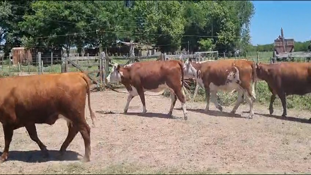 Lote 11 Vaquillonas c/cría en Chascomús, Buenos Aires