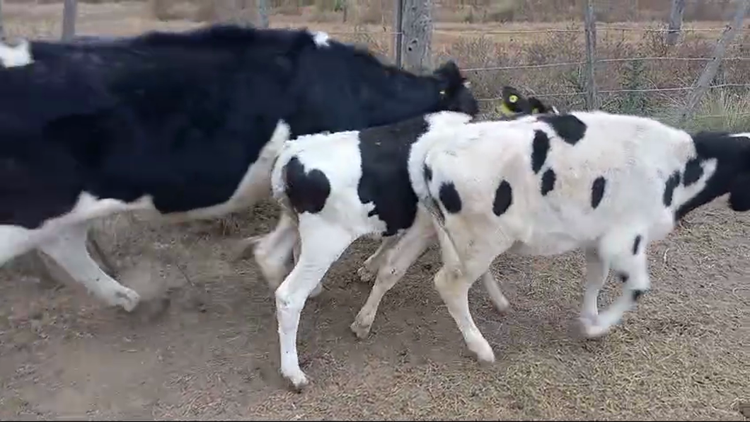 Lote 9 Terneras Holando Argentino en Brinkmann, Córdoba