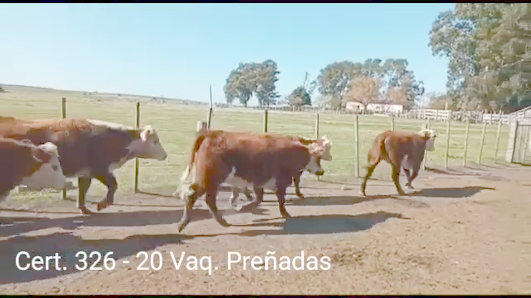 Lote (Vendido)20 Vaquillonas Vacas Preñadas 10 HE - 6RAHE - 1AAHE - 2CH a remate en PANTALLA COCO MORALES 420kg -  en EGAÑA A 70KM DE CARDONA