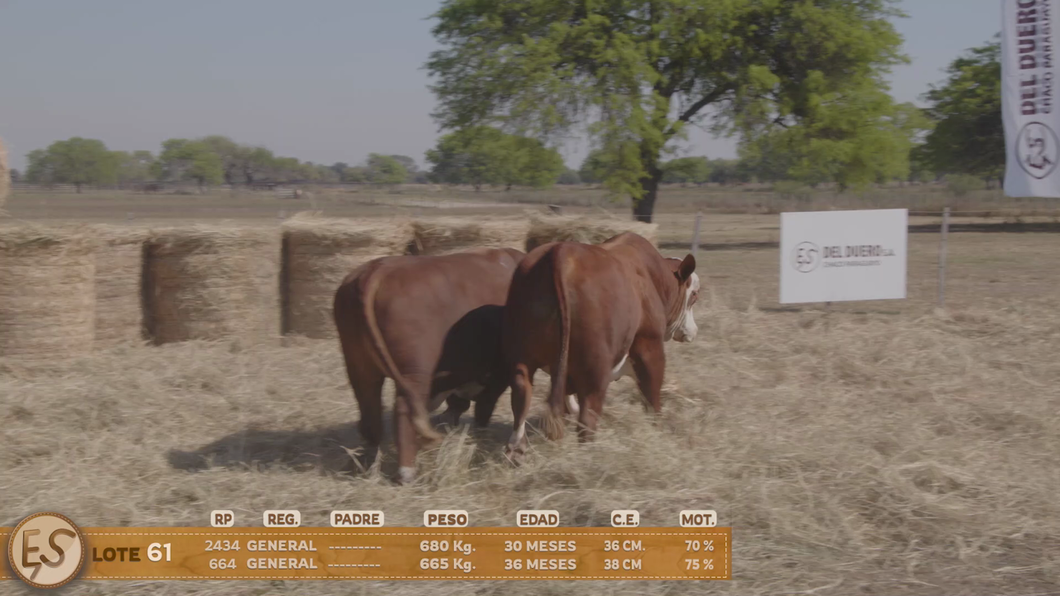 Lote Toro