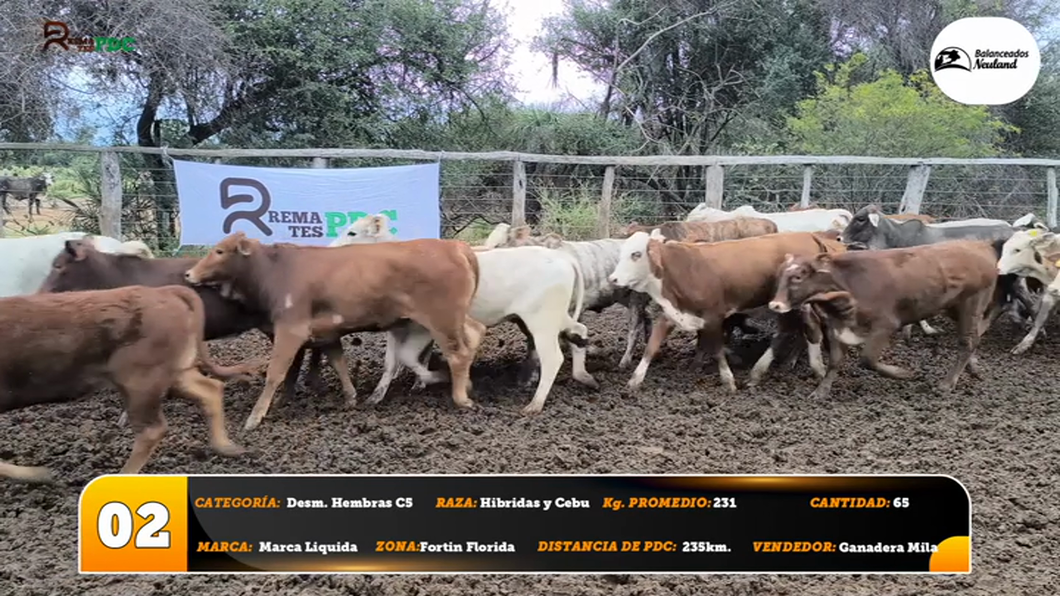 Lote Desm. Hembras C5