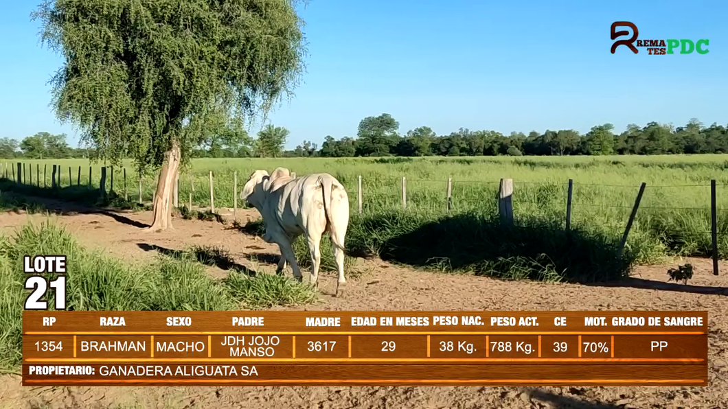 Lote TORO BRAHMAN - GANADERA ALIGUATA SA