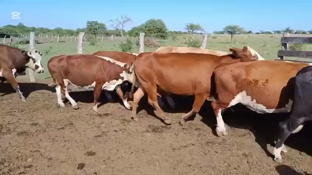 Lote 46 Vacas usadas preñadas