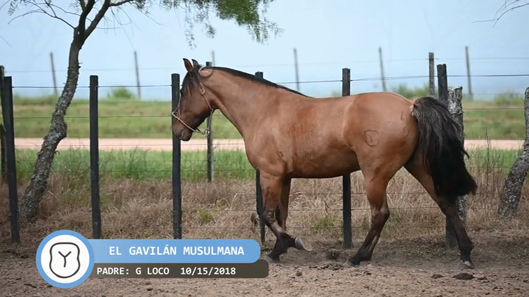 Lote El Gavilán Musulmana