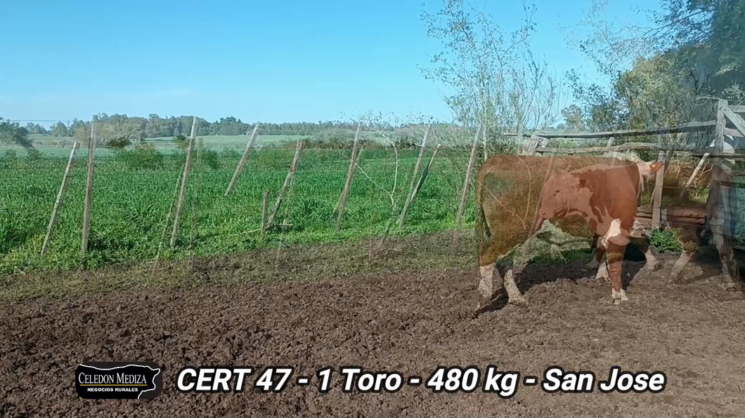 Lote 1 Toros en San José