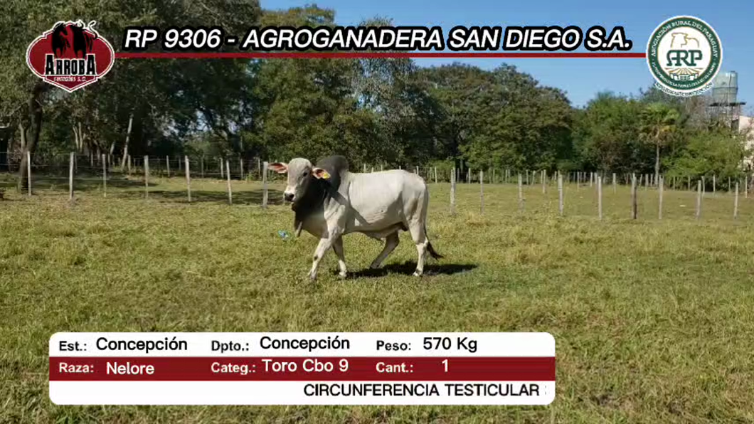 Lote Toros NELORE a remate en Feria Aniversario Concepción - Arroba Remates S.A 570kg -  en CONCEPCION