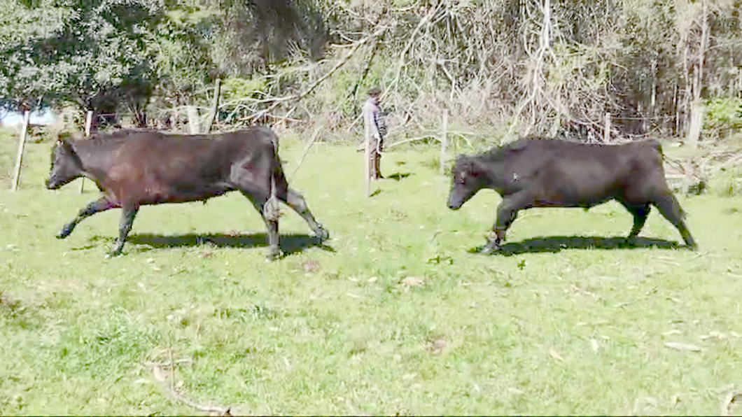 Lote 37 Novillos a remate en Dia del Toro 352kg -  en Cerro Solito  - 2da Seccion - Km 473 - Ruta 5 - 8 km por Camino vecinal