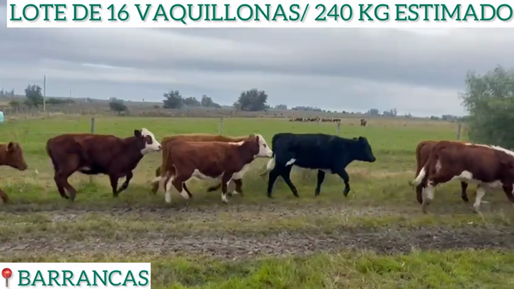 Lote 16 Vaquillonas