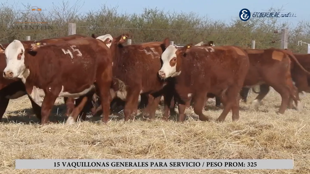 Lote Vaquillas Braford Generales para Servicio (Aptas Reproductivas por Tacto Rectal)