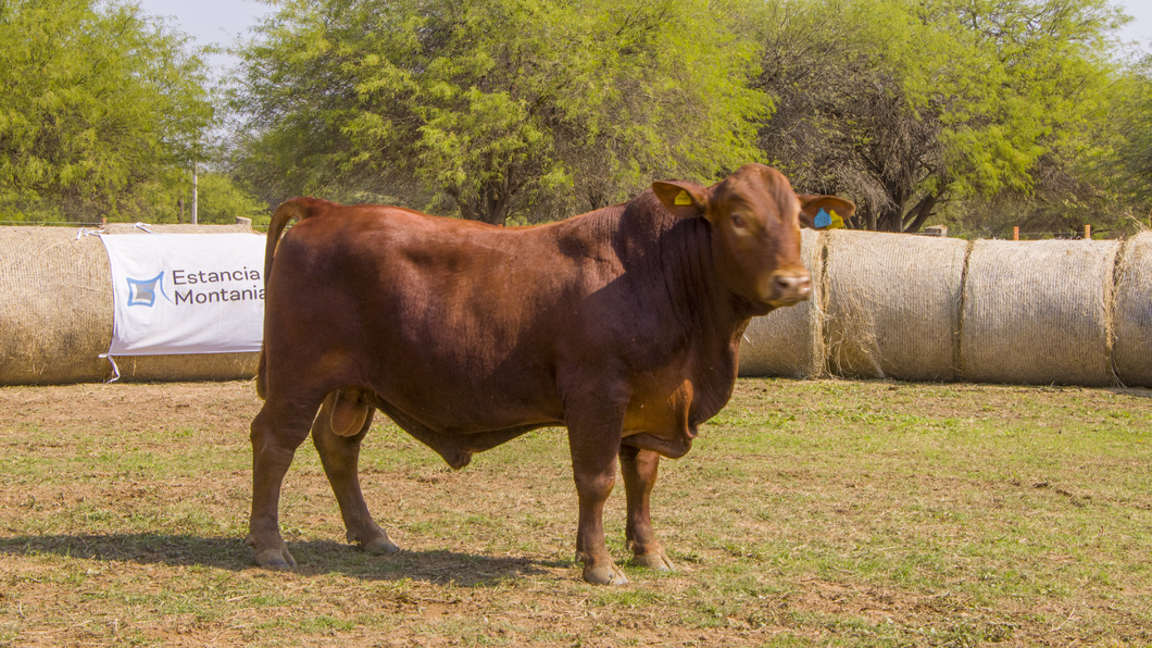 Lote Toros